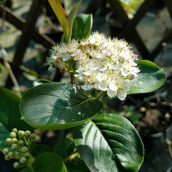 Aronia prunifolia Viking (1)