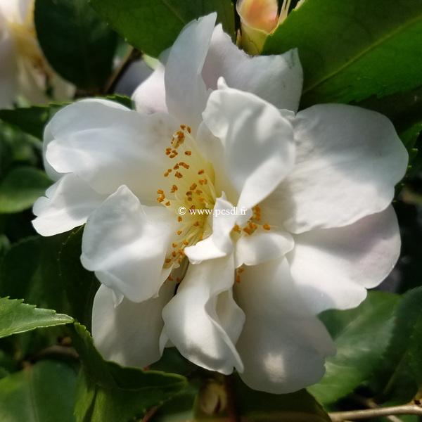 Camellia Scentuous (1)