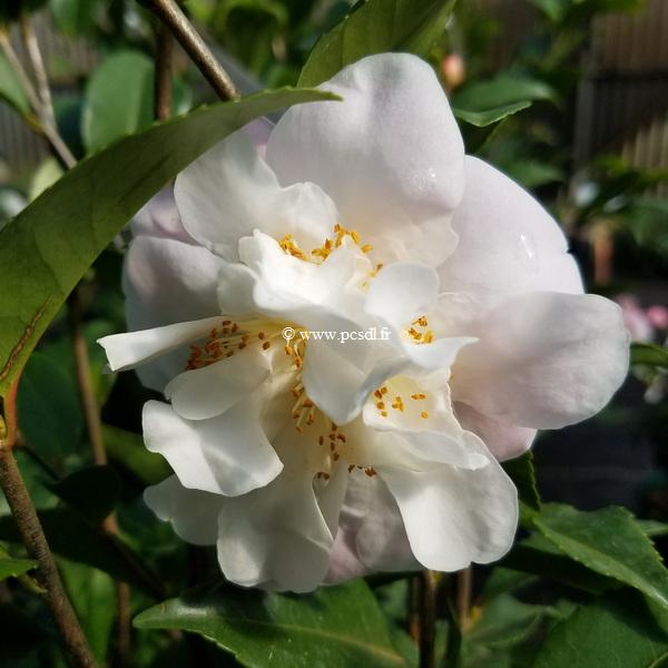 Camellia Scentuous (2)