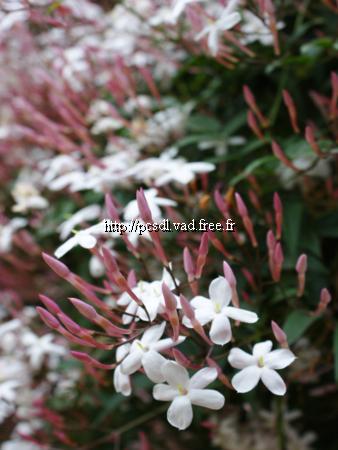 jasminum%20polyanthum