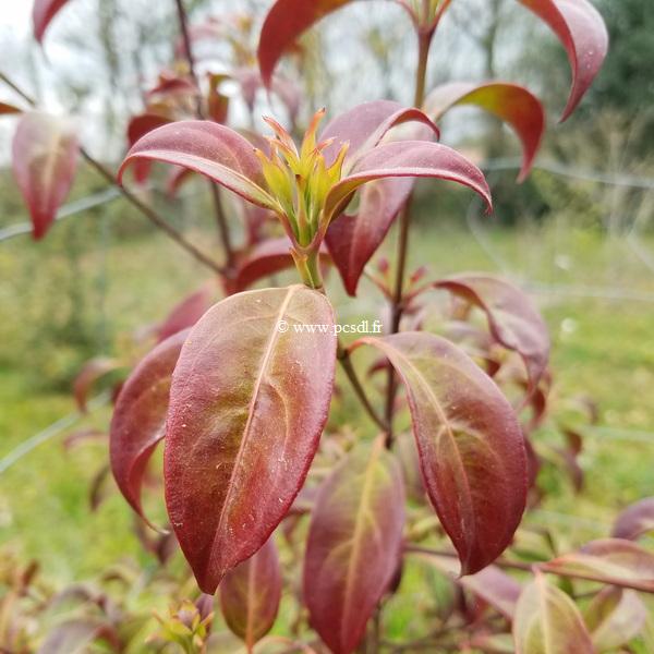 Cornus honkgongensis