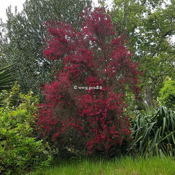 Leptospermum scoparium Crimson Glory