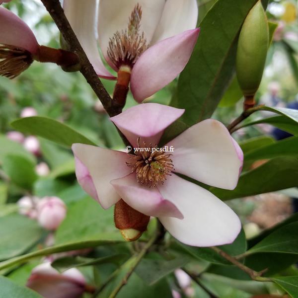 Magnolia Fairy Blush (3)