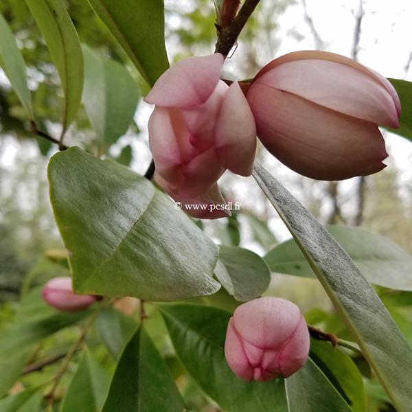 Magnolia Fairy Blush (1)
