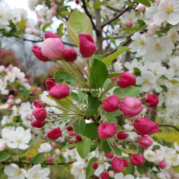 Malus Evereste (1)