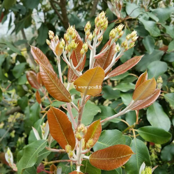 Photinia prionophylla (1)