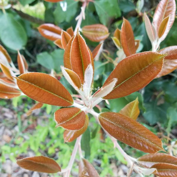 Photinia prionophylla (2)