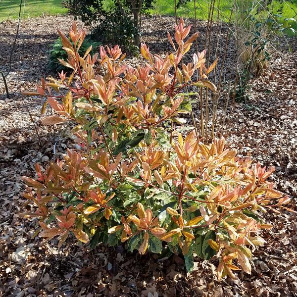 Photinia serratifolia Pink Crispy (2)