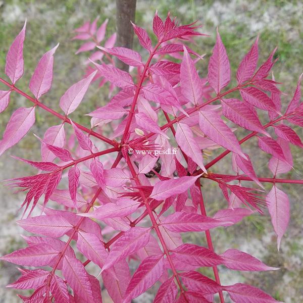 Toona sinensis Flamingo (1)