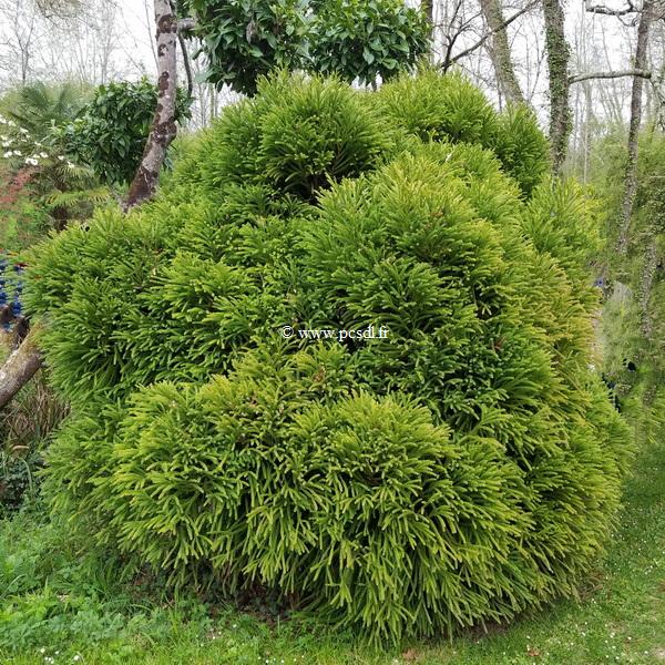 Cryptomeria japonica Globosa Nana