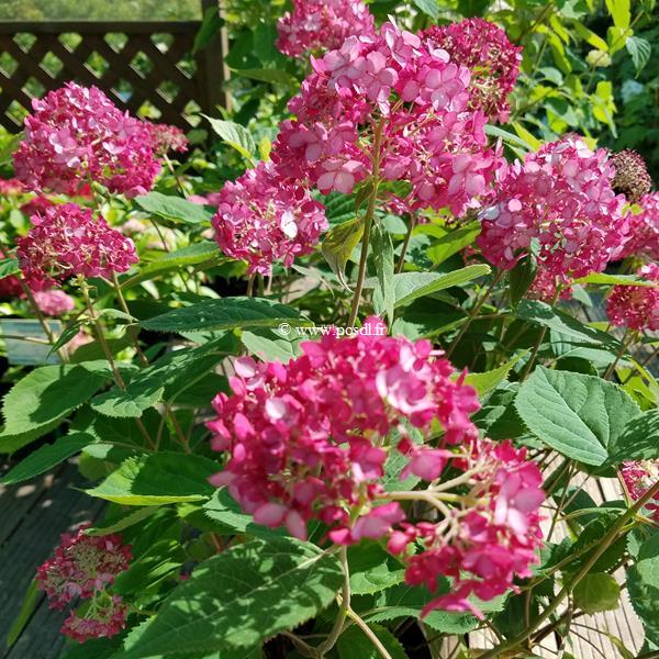Hydrangea arborescens Ruby Annabelle (2)