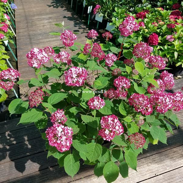 Hydrangea arborescens Ruby Annabelle