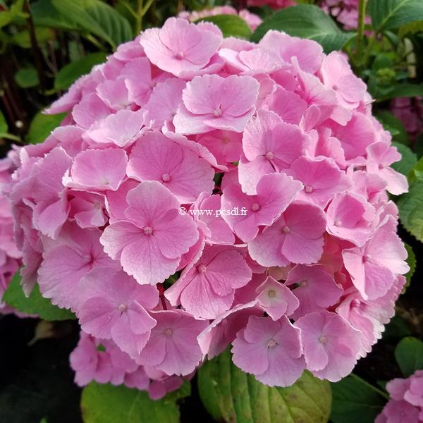 Hydrangea macrophylla Homigo (1)