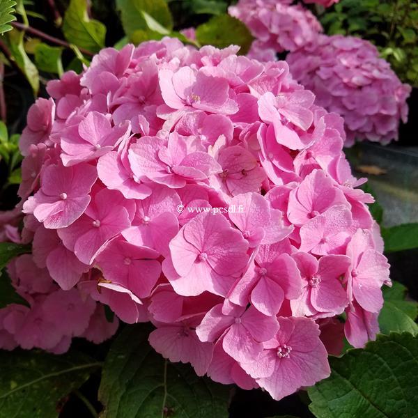 Hydrangea macrophylla Homigo (2)