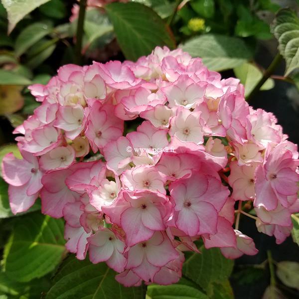 Hydrangea macrophylla Salsa (1)