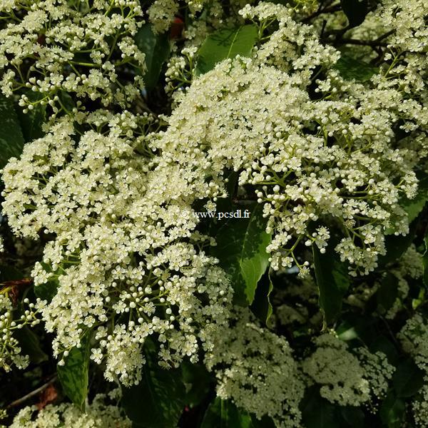 Photinia serrulata (3)