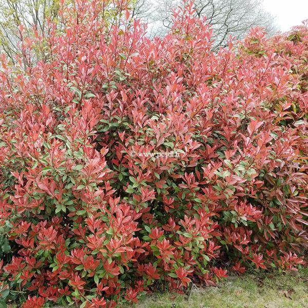 Photinia x fraseri Mandarino (1)