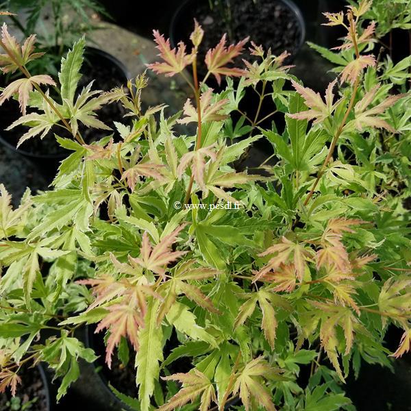 Acer palmatum Metamorphosa (2)