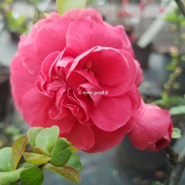 Chaenomeles Pink Storm