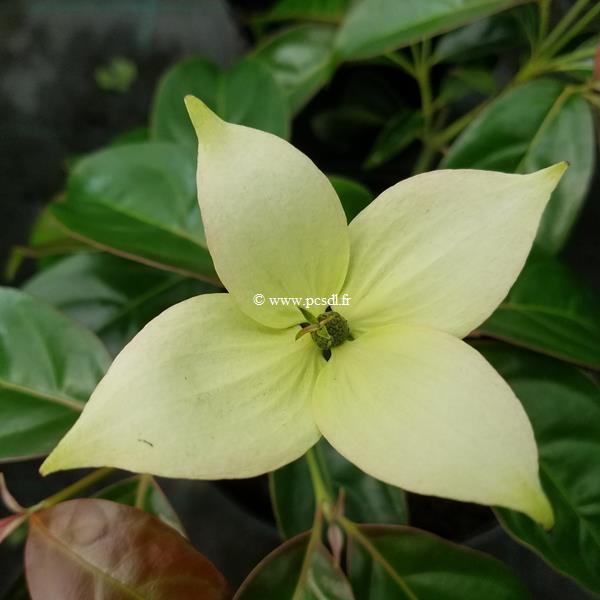 Cornus kousa Skytree (3)