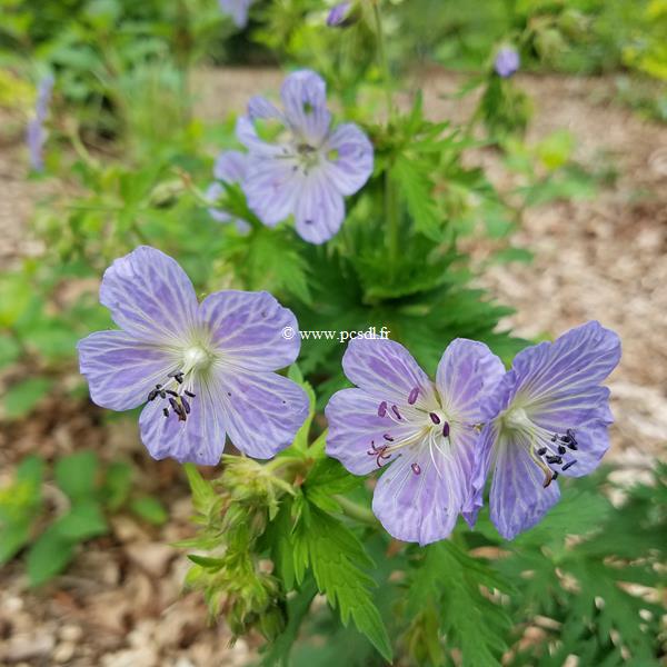 Geranium Mrs Kendall Clark