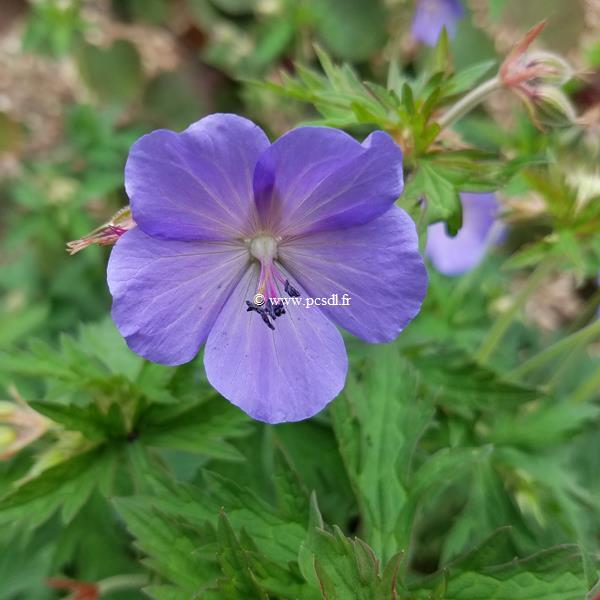 Geranium pratense Purple Haze (1)
