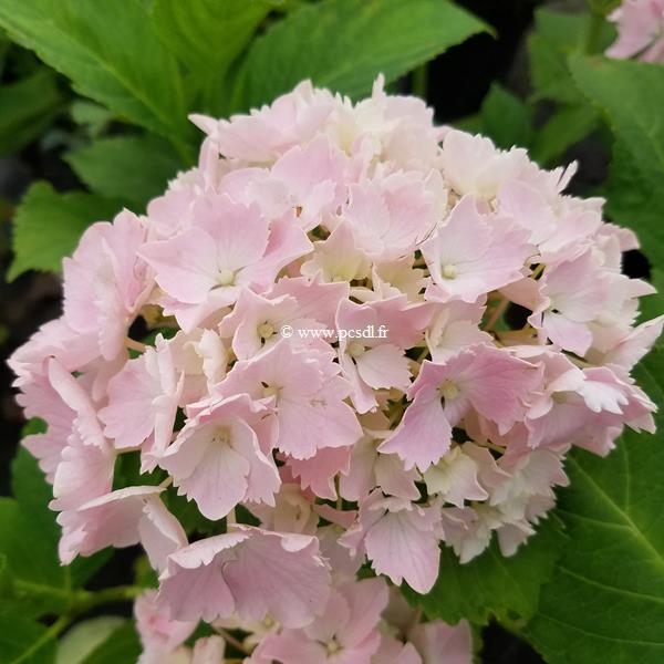 Hydrangea macrophylla Albrechtburg (1)