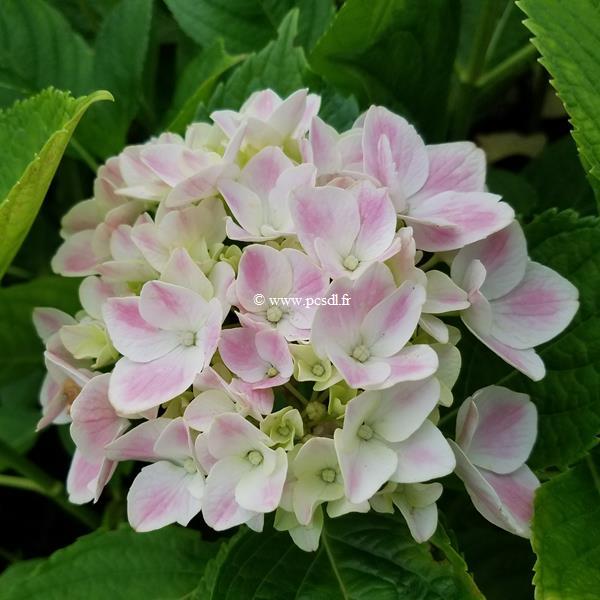 Hydrangea macrophylla Peppermint