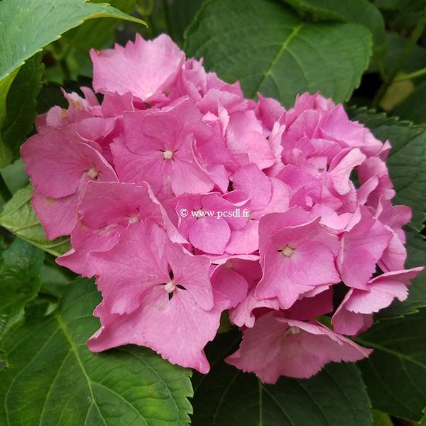 Hydrangea macrophylla Renate Steiniger (2)