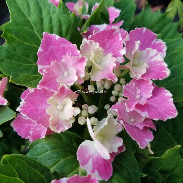 Hydrangea macrophylla SoLong Starlit Sky (1)