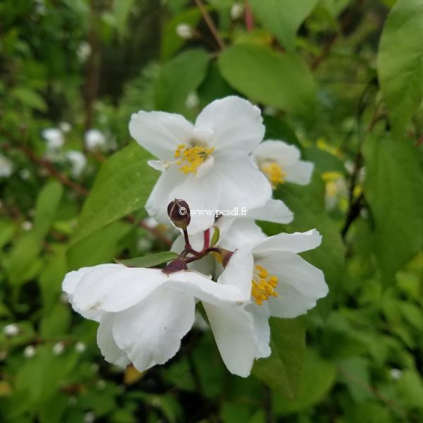 Philadelphus Starbright