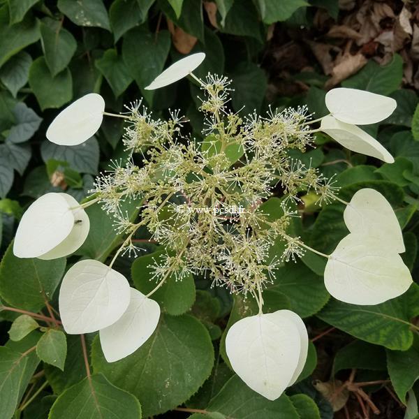 Schizophragma hydrangeoides Moonlight (2)