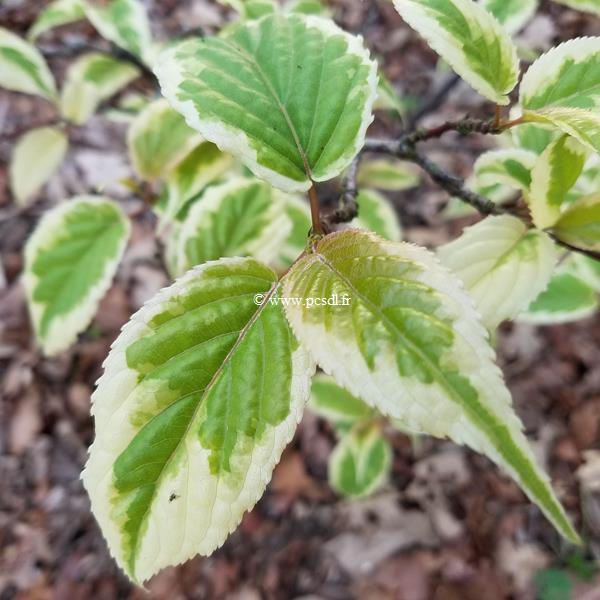 Stachyurus Magpie (1)