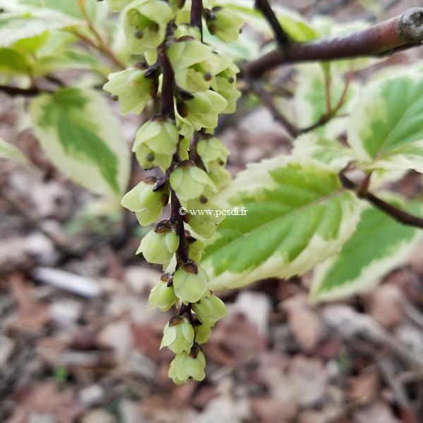 Stachyurus Magpie (2)