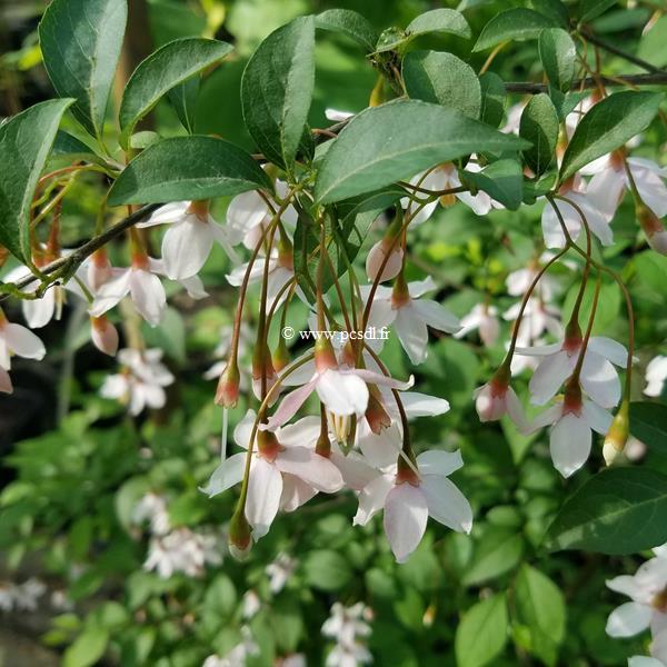 Styrax japonicus Benibana