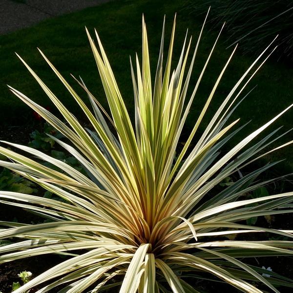 Cordyline australis Torbay Dazzler