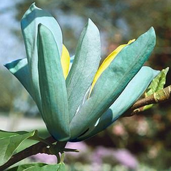 Magnolia acuminata Blue Opal (6)