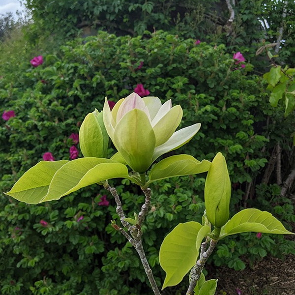 Magnolia acuminata Blue Opal (5)