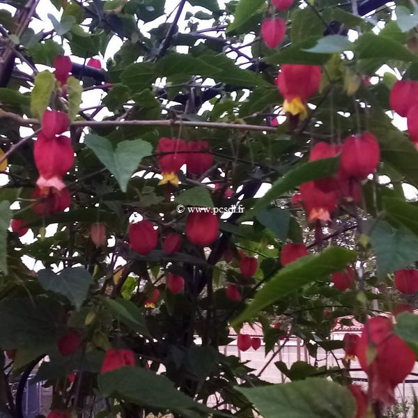 Abutilon megapotamicum (5)