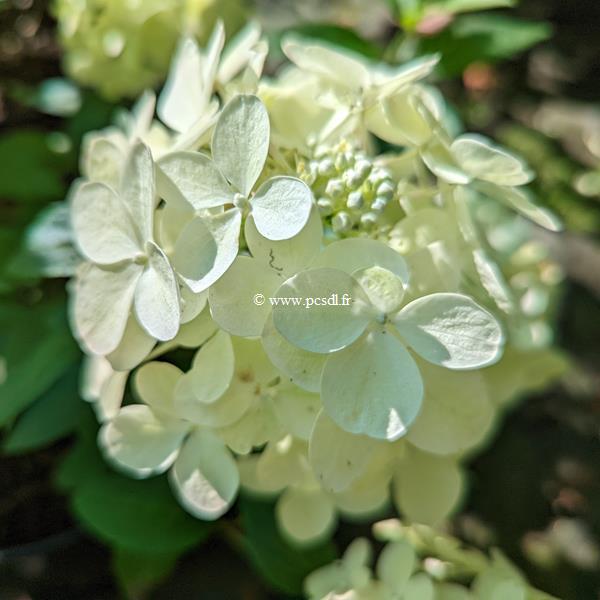 Hydrangea paniculata Petite Star (1)