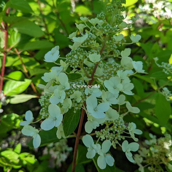 Hydrangea paniculata Vesuvio (1)