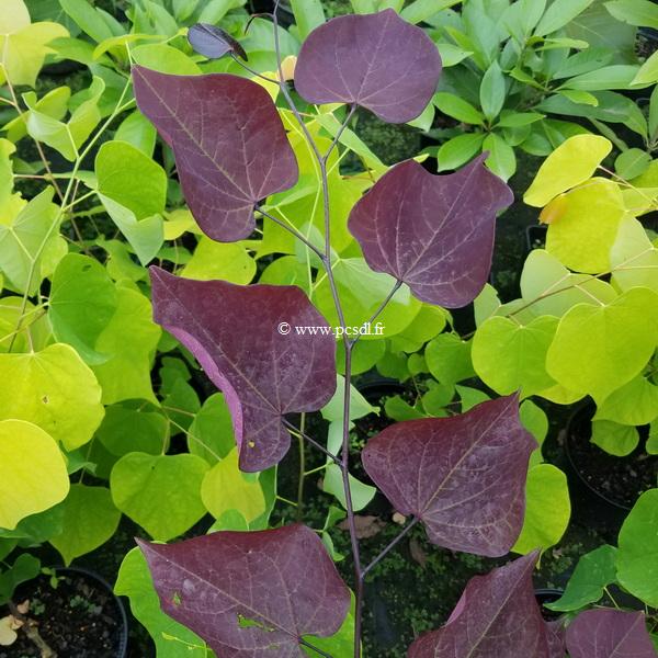 Cercis canadensis Red Force (1)