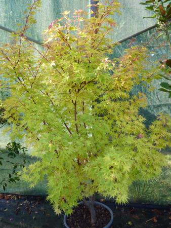 acer%20palmatum%20sango%20kaku