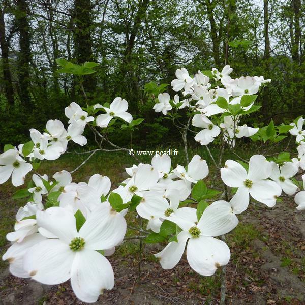 Cornus florida Cloud Nine (17)