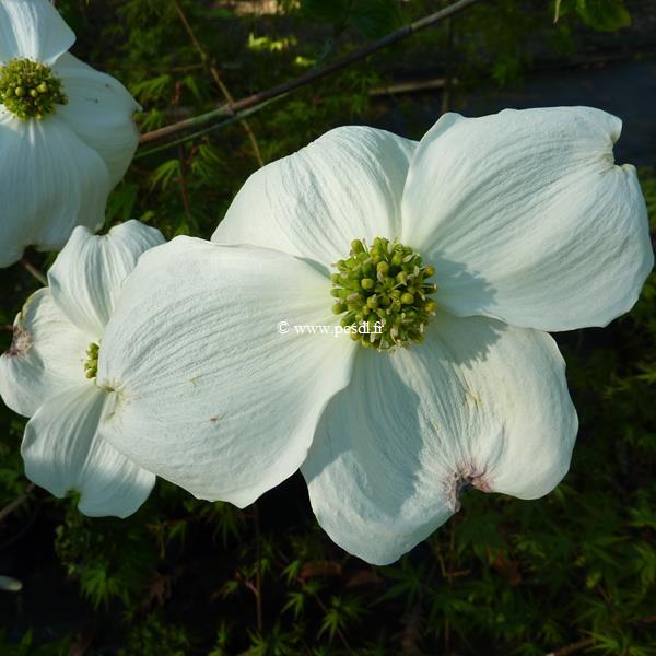 Cornus florida Cloud Nine (13)