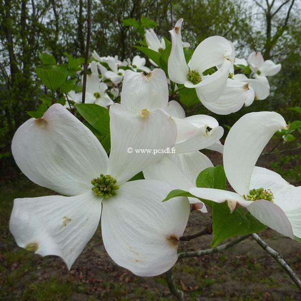 Cornus florida Cloud Nine (19)