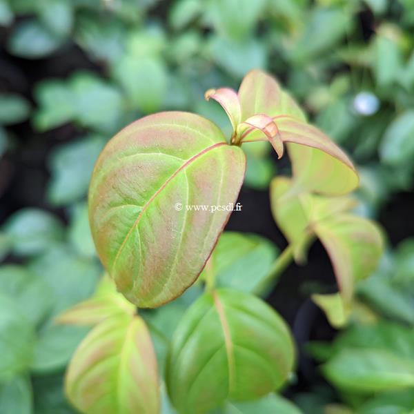 Cornus Blooming Merry Tetra (1)