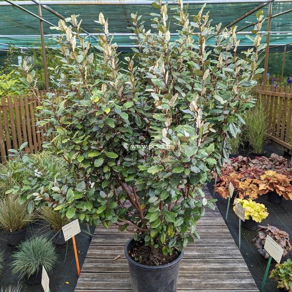 Elaeagnus ebbingei Compacta (1)