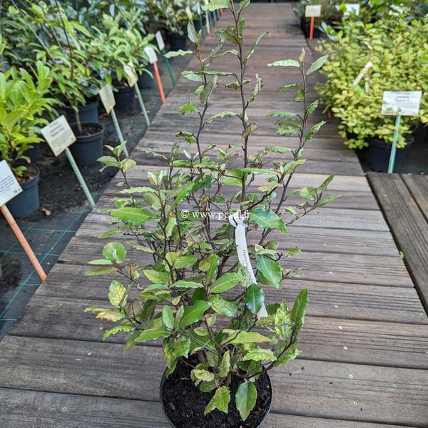 Elaeagnus ebbingei Compacta