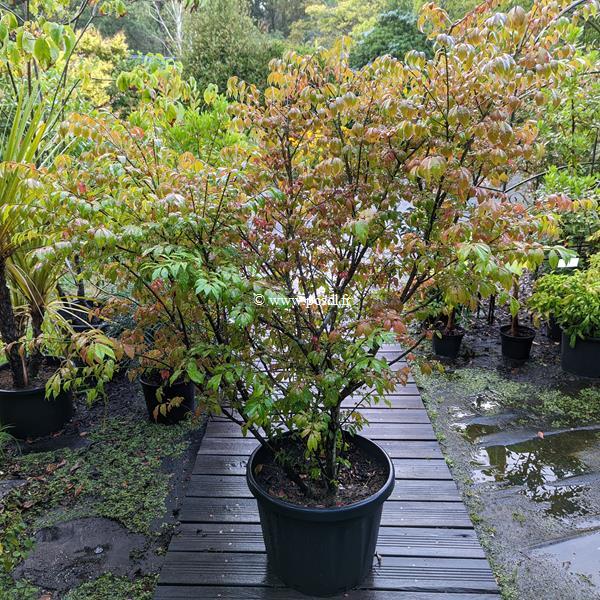 Euonymus alatus Compactus